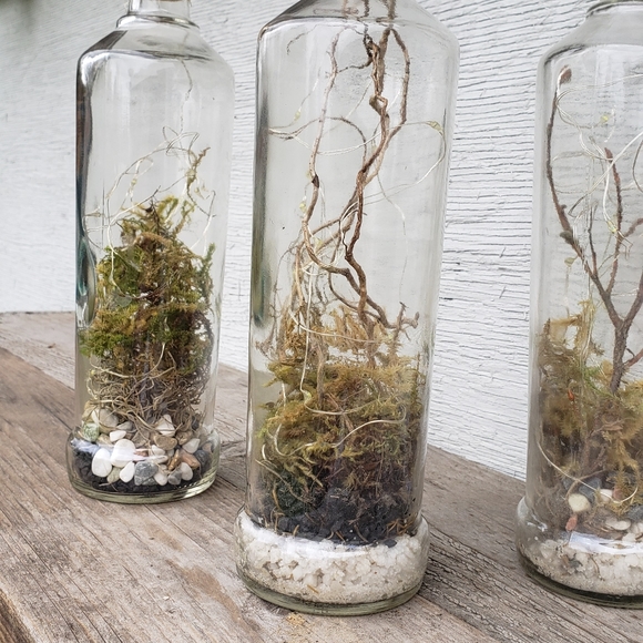 Dried Moss Terrarium Bottle Light (w/ roots and pebbles) - Picture 3 of 8